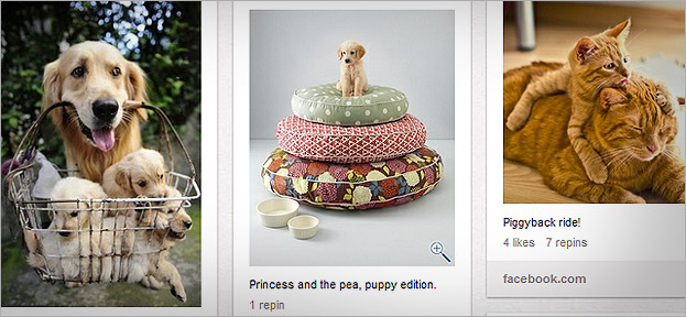 Fluffy pets on Pinterest